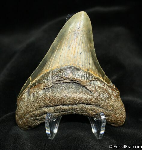 Great Inch Megalodon Tooth #870